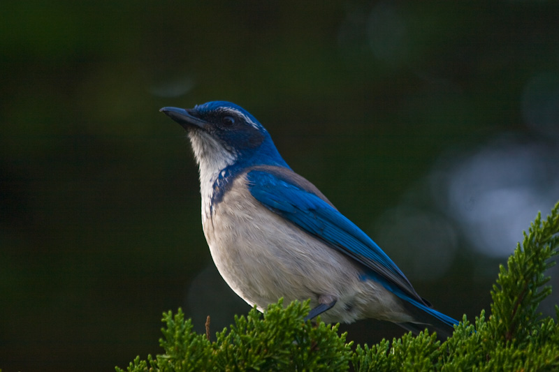 Scrub Jay